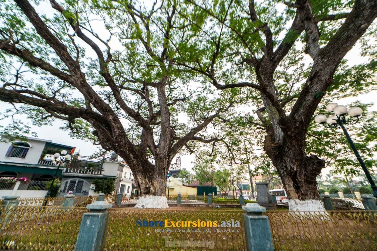 Ancient Twin Lim Trees - Quang Yen Village