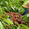 Chappi Mountains Coffee Tour