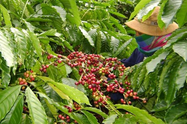 Chappi Mountains Coffee Tour