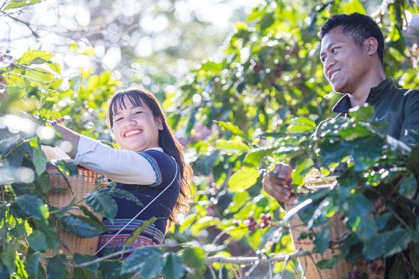 Chappi Mountains coffee - Nha Trang shore excursions