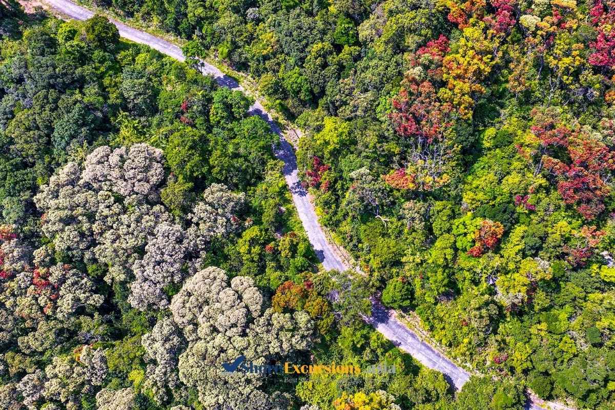 Experience the Forest Ecosystem - Son Tra Peninsula