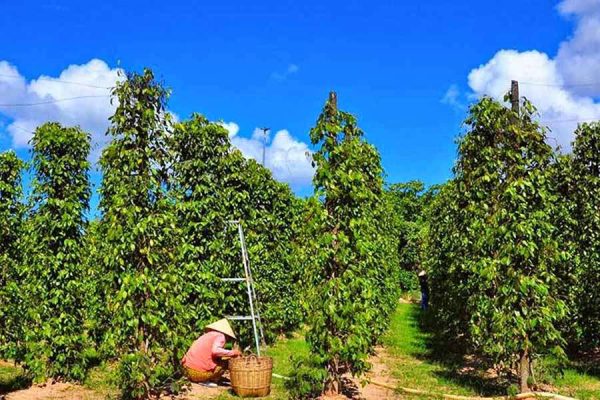 Khu Tuong Pepper farm-Phu Quoc shore excursions