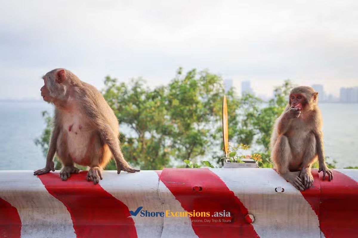 Look for Red-Shanked Douc Langurs - Son Tra Peninsula