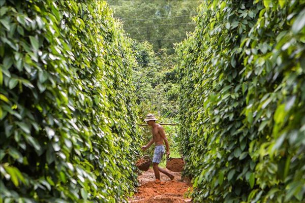 Phu Quoc Cycling & Farming at Khu Tuong Eco Farm