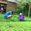 Thanh Toan Agricultural Village - Hue shore excursions