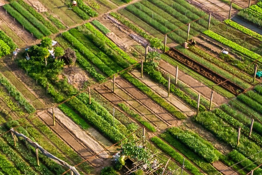 Tra Que Vegetable Village exploration with Vietnam shore excursions