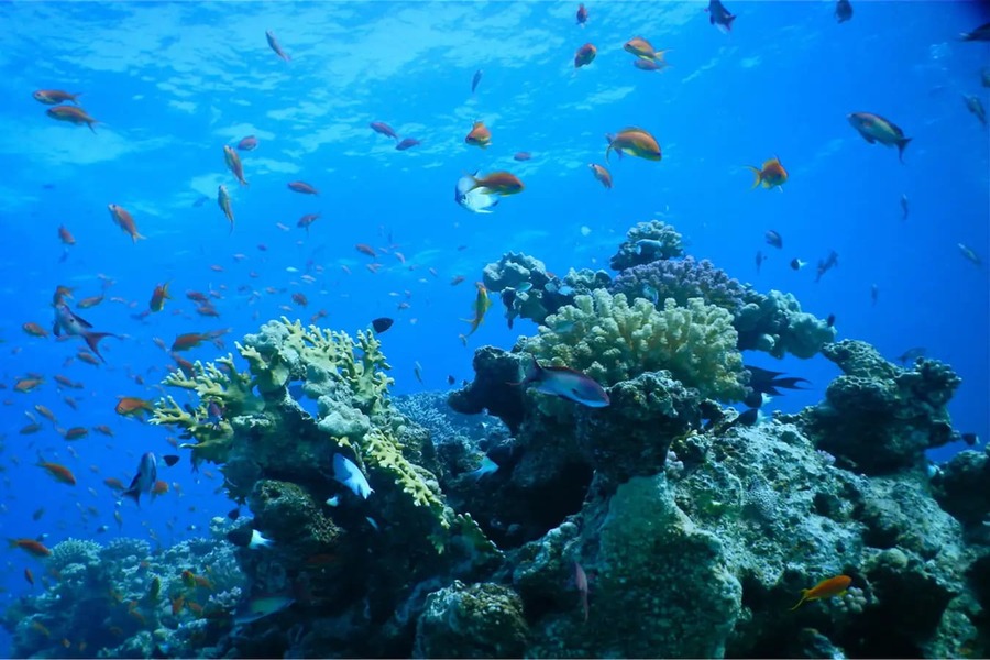 visit Oceanographic Institute in nha trang